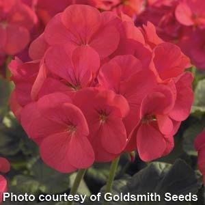 GERANIUM MAVERICK ROSSO CORALLO NR.1000 SEMI